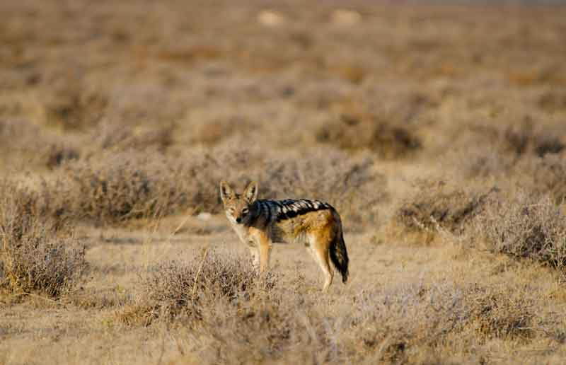 Chacal - parque nacional de Etosha - Namibia 1.jpg